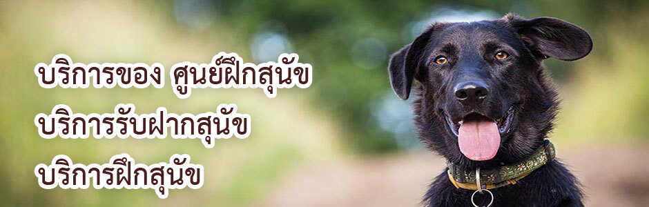 dog_ฝึกสุนัข