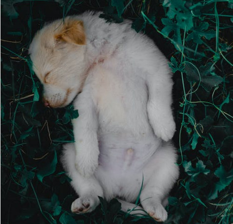 สุนัขโต ลูกสุนัขนอน