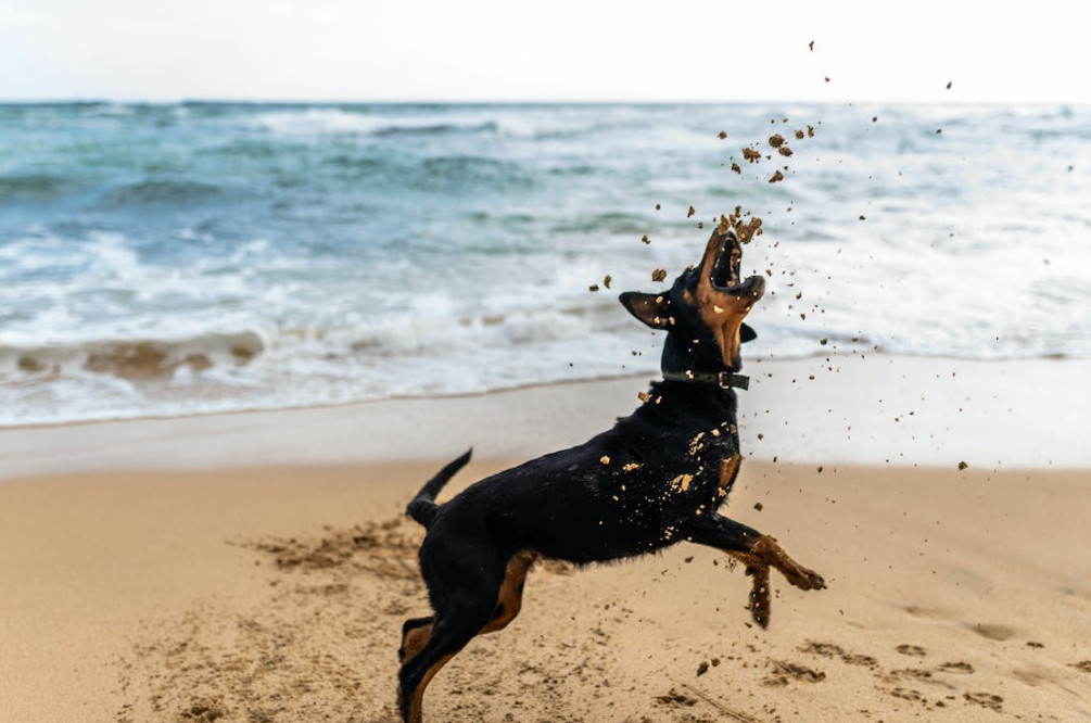 ฝึกสุนัขดุ Rottweiler กระโดด