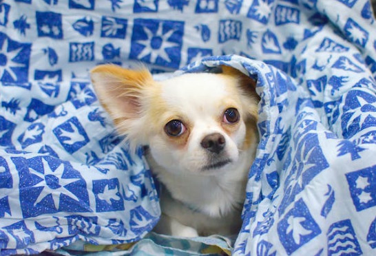 ฝึกสุนัข สนุก สุนัขพันธู์ Chihuahua - ฝึกสุนัข ให้สนุก