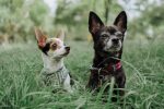 ฝึกสุนัข สนุก สุนัขพันธู์ Chihuahua2 150x100 - ฝึกสุนัข ให้สนุก