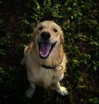 ฝึกสุนัข สนุก สุนัขพันธู์ Golden Retriever 142x150 - ฝึกสุนัข ให้สนุก