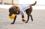 ฝึกสุนัข สนุก สุนัขพันธู์ Labrador Retriever 4 150x99 - ฝึกสุนัข ให้สนุก