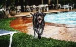 ฝึกสุนัข สนุก สุนัขพันธู์ Labrador Retriever 5 150x92 - ฝึกสุนัข ให้สนุก