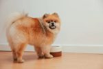 ฝึกสุนัข สนุก สุนัขพันธู์ Pomeranian กินข้าวอร่อย 150x100 - ฝึกสุนัข ให้สนุก