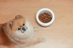 ฝึกสุนัข สนุก สุนัขพันธู์ Pomeranian กินข้าว 150x100 - ฝึกสุนัข ให้สนุก