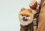 ฝึกสุนัข สนุก สุนัขพันธู์ Pomeranian ใส่กระเป๋า 150x104 - ฝึกสุนัข ให้สนุก