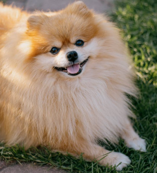 ฝึกสุนัข สนุก สุนัขพันธู์ Pomeranian - ฝึกสุนัข ให้สนุก