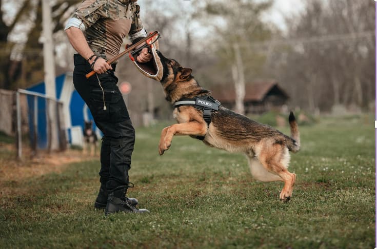 ชมรมฝึกสุนัข ตำรวจ k9 15 - มารู้จัก ชมรมฝึกสุนัข ตำรวจ k9