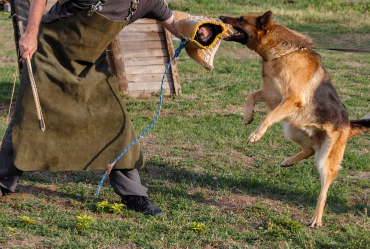ชมรมฝึกสุนัข ตำรวจ k9 16 - มารู้จัก ชมรมฝึกสุนัข ตำรวจ k9