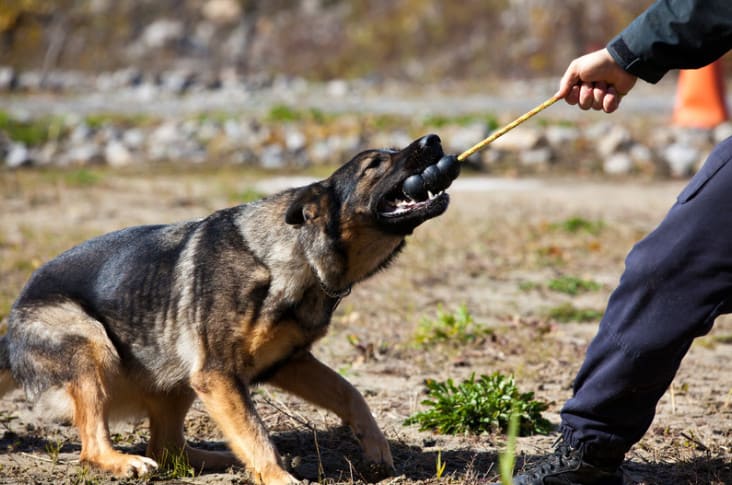 ชมรมฝึกสุนัข ตำรวจ k9 9 - มารู้จัก ชมรมฝึกสุนัข ตำรวจ k9