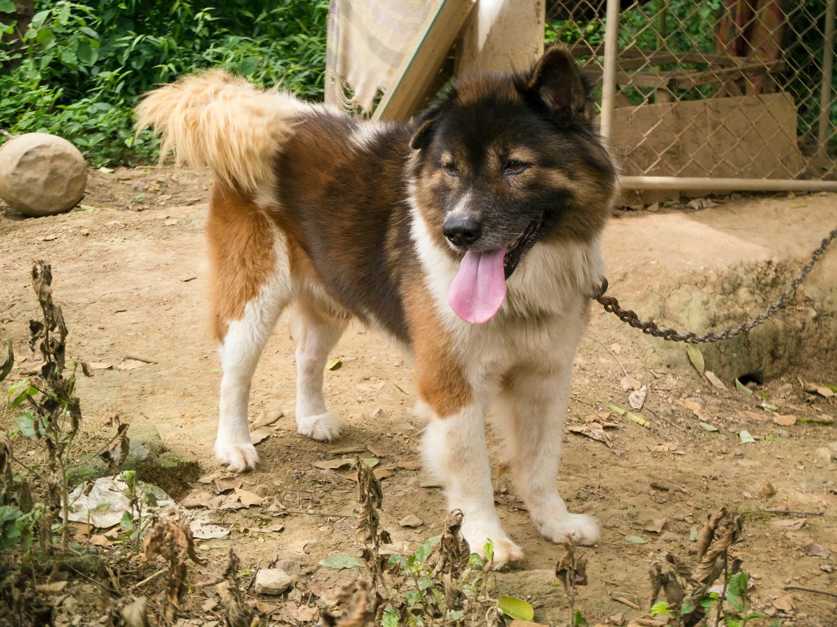 Bang Kaew dog