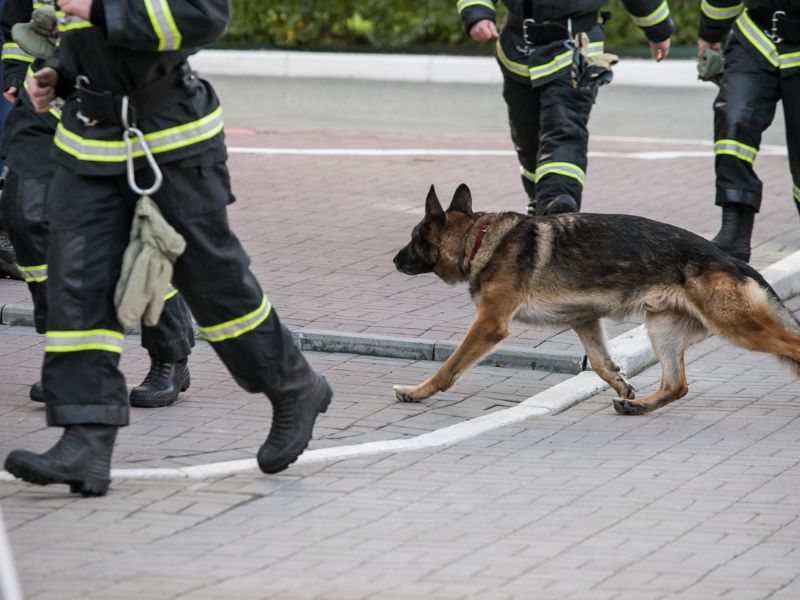 K9 dogs trained search people earthquake