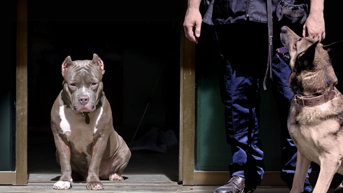 คำสำคัญ 🐕🦺 #สุนัขpitbull 🐕🦺 #pitbull🐕🦺 #ฝึกสุนัข pitbull 🐕🦺 #สุนัขดุ 🐕🦺 #ฝึกสุนัขดุ 🐕🦺 #ฝึกสุนัข 🐕🦺 #ฝึกสุนัขบางแก้ว🐕🦺 #ฝึกสุนัขใกล้ ้ฉัน 🐕🦺#ฝึกสุนัขค้นหาคนติดซากตึก 🐕🦺#DogTraining 🐕🦺#ฝึกน้องหมา 🐕🦺#สุนัขเชื่อฟัง 🐕🦺#DogBehavior 🐕🦺#สัตว์เลี้ยงน่ารัก 🐕🦺#ฝึกสุนัขด้วยตัวเอง 🐕🦺#ฝึกสุนัข1เดือน 🐕🦺#ฝึกสุนัข2เดือน 🐕🦺#ฝึกสุนัข3เดือน 🐕🦺#ฝึกสุนัขระยะสั้น 🐕🦺#ฝึกสุนัขระยะยาววเอง 🐕🦺#ศูนย์ฝึกสุนัข 🐕🦺#DogTrainingCenter 🐕🦺#โรงเรียนฝึกสุนัข 🐕🦺#ฝึกสุนัขมืออาชีพ 🐕🦺#บริการฝึกสุนัข 🐕🦺#DogTrainer 🐕🦺# ชมรมฝึกสุนัขตำรวจ