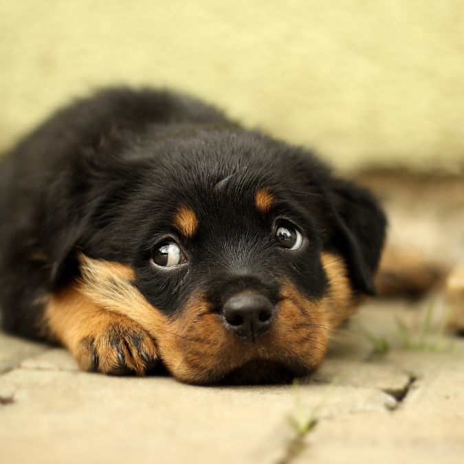 Rottweiler