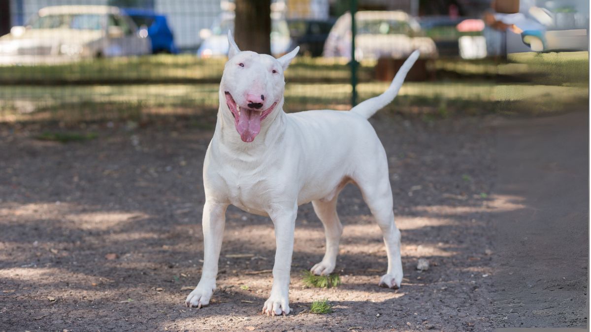 บูล เทอร์เรีย (Bull Terrier)