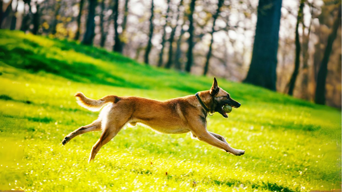 เบลเจียน มาลีนอยส์ (Belgian Malinois)