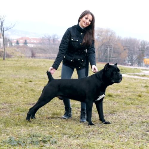 Spanish mastiff