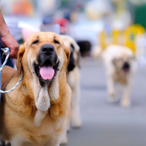 Spanish mastiff