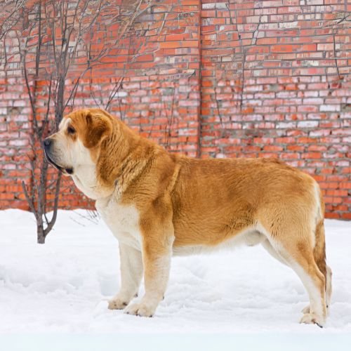 Spanish mastiff