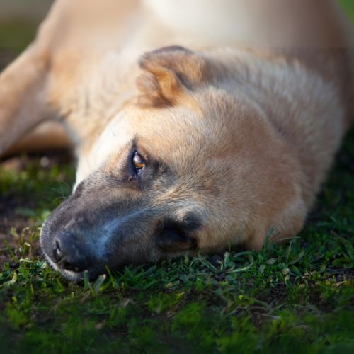 Spanish mastiff