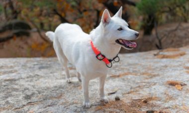 กอร์กี(Korean Jindo)