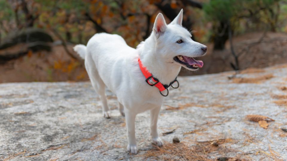กอร์กี(Korean Jindo)