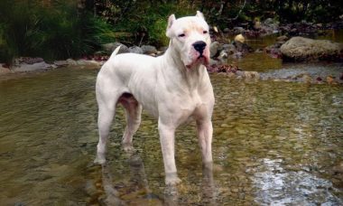 กุลล์ ดอง (Gull Dong)