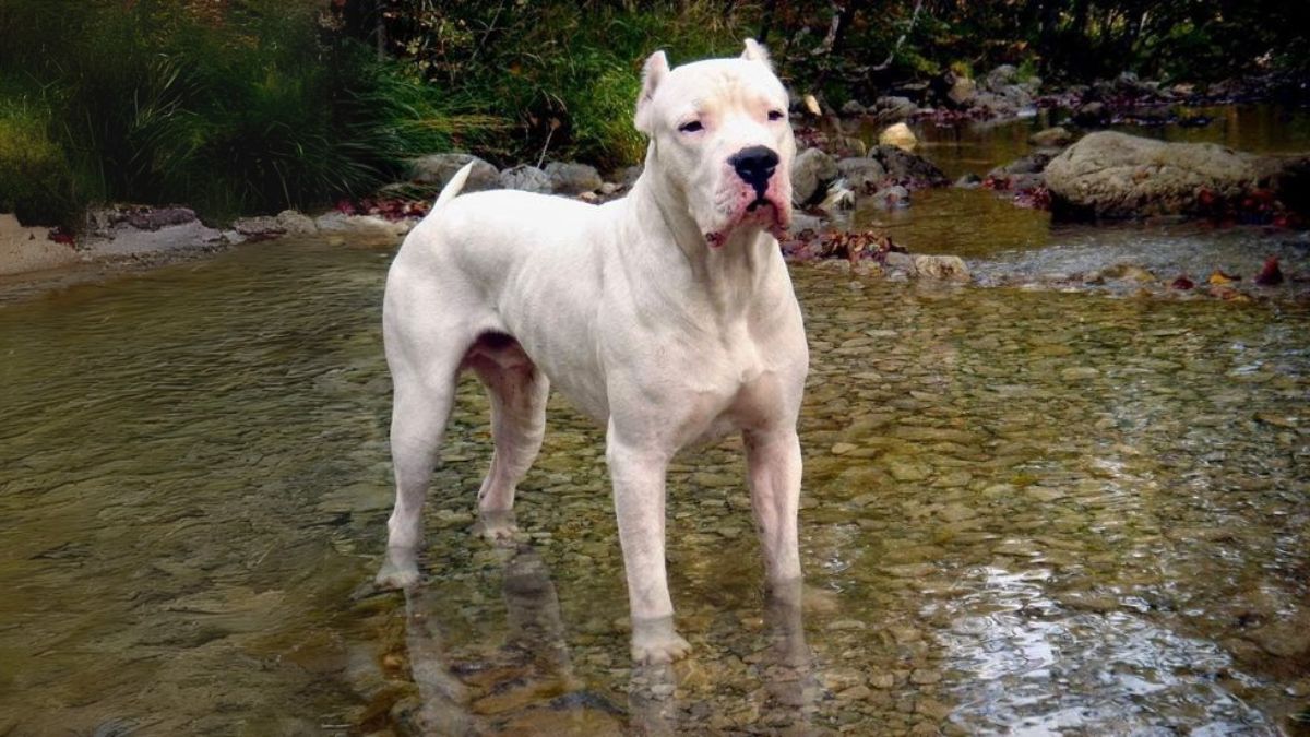 กุลล์ ดอง (Gull Dong)