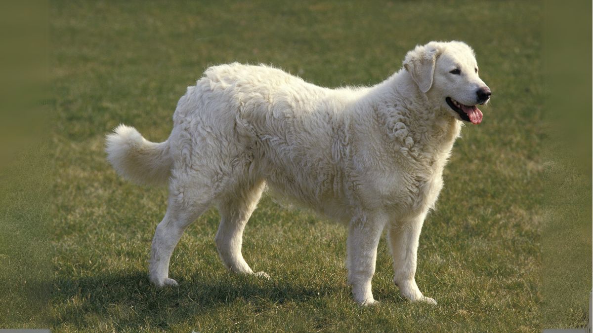 คูวาสซ์(Kuvasz)