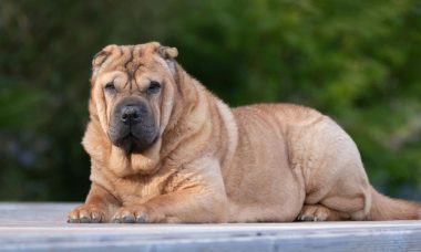 ชาเป่ย์(Shar Pei)