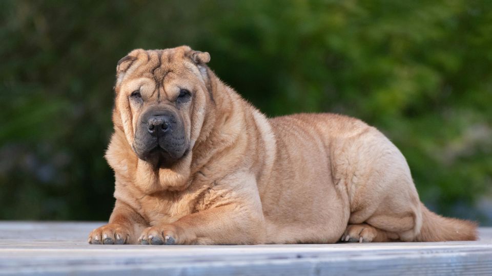 ชาเป่ย์(Shar Pei)