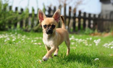 ชิวาวา(Chihuahua)