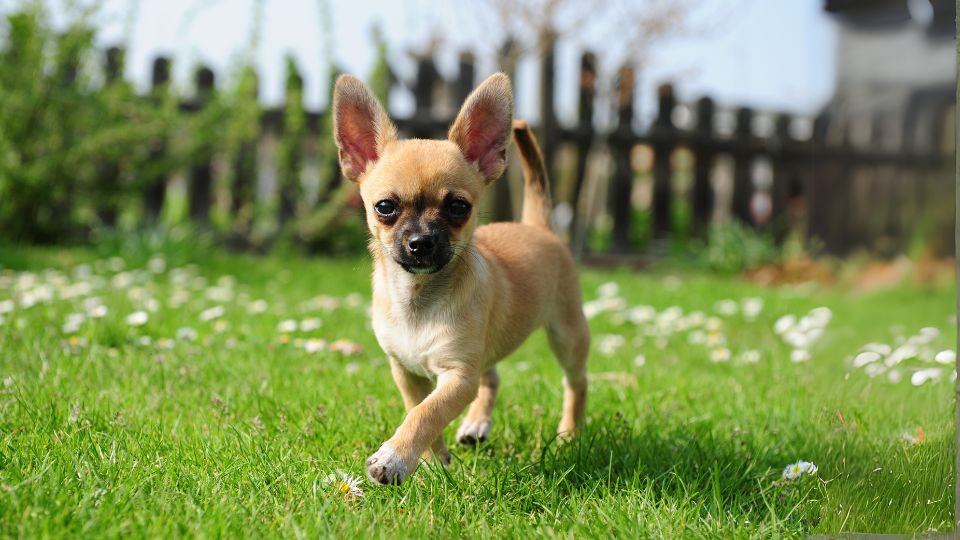 ชิวาวา(Chihuahua)