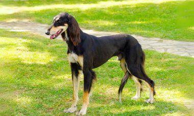 ซาลูกิ(Saluki)9