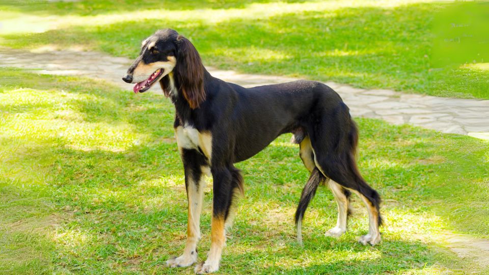 ซาลูกิ(Saluki)9