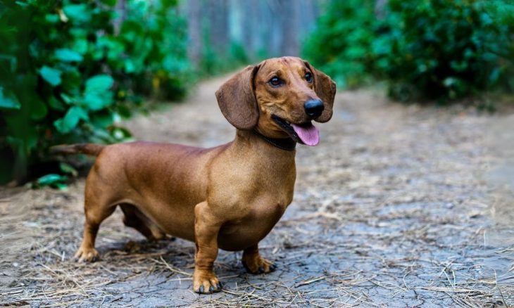ดัชชุนด์(Dachshund)