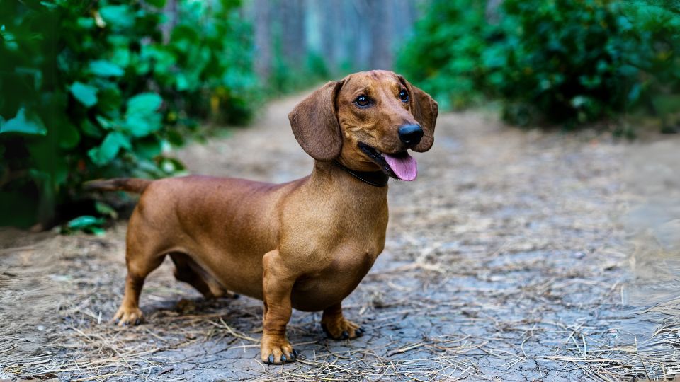 ดัชชุนด์(Dachshund)