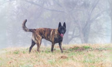 ดัตช์ เชพเพิร์ด(Dutch Shepherd)