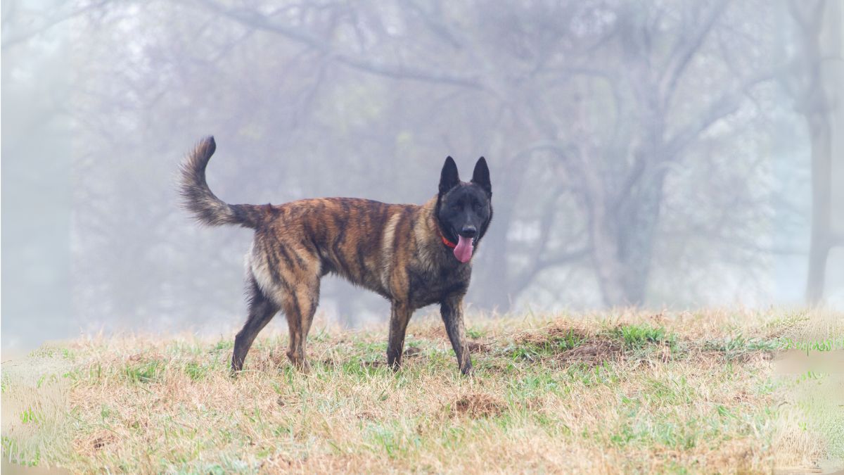 ดัตช์ เชพเพิร์ด(Dutch Shepherd)