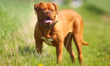 ด็อกเดอ บอร์โด (Dogue de Bordeaux)
