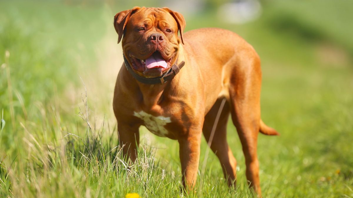 ด็อกเดอ บอร์โด (Dogue de Bordeaux)