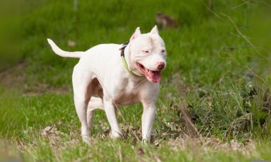 ด็อกโก อาร์เจนติโน (Dogo Argentino)