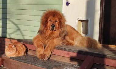 ทิเบตัน มาสทิฟฟ์ (Tibetan Mastiff)