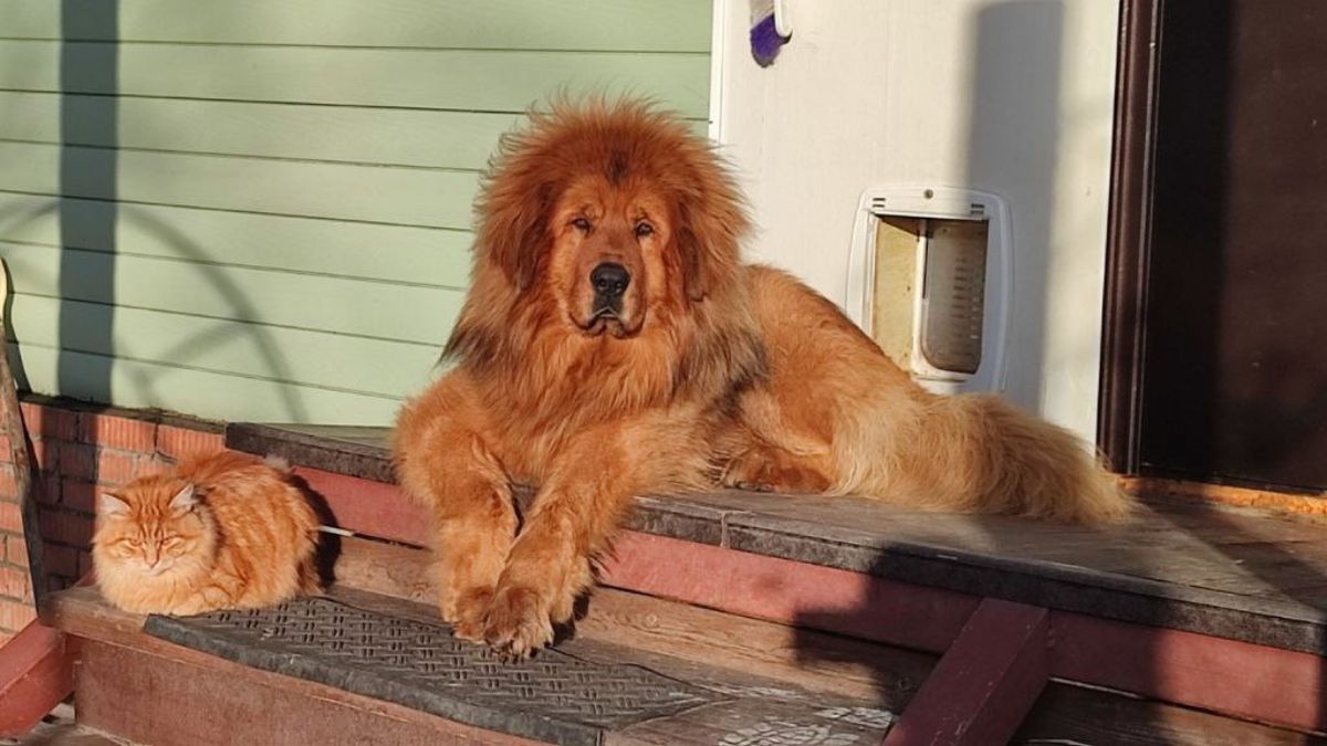 ทิเบตัน มาสทิฟฟ์ (Tibetan Mastiff)