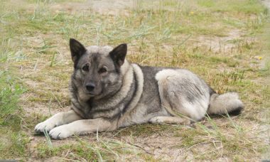 นอร์วีเจียน เอลก์ฮาวนด์(Norwegian Elkhound)3
