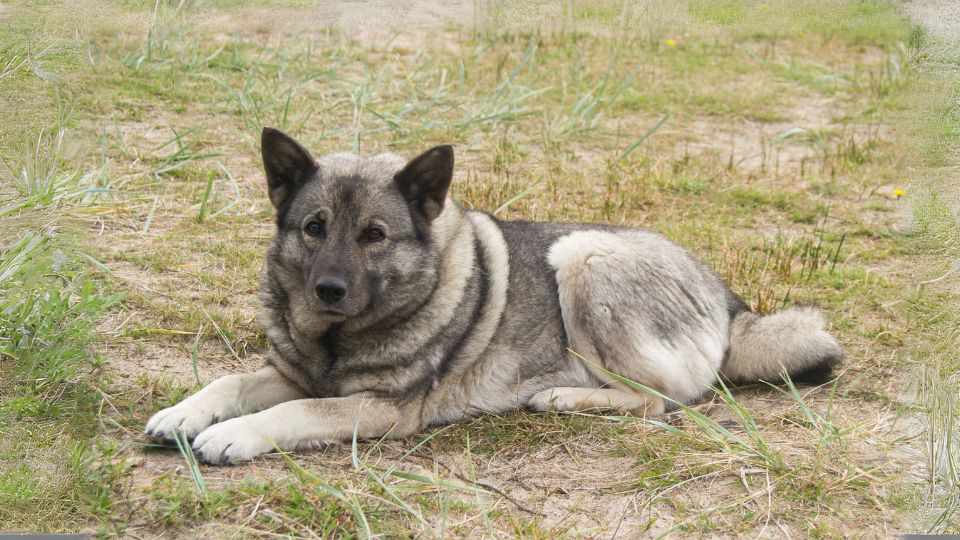 นอร์วีเจียน เอลก์ฮาวนด์(Norwegian Elkhound)3