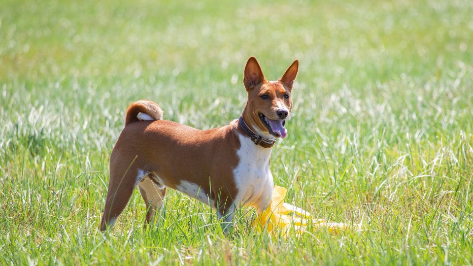 บาเซนจิ(Basenji)