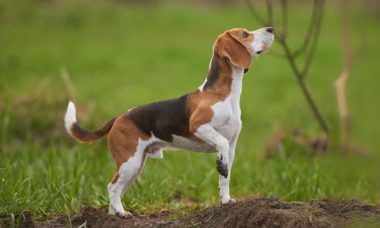 บีเกิ้ล(Beagle)