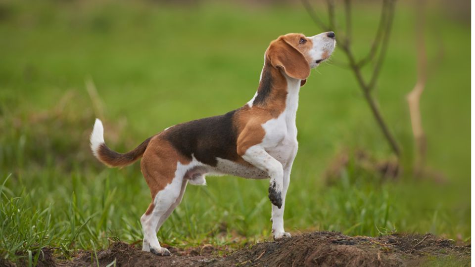 บีเกิ้ล(Beagle)